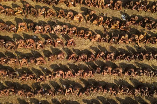 Men with tonsured heads sit in rows for initiation into an order of naked Hindu ascetic holy men known as the Naga Sadhus, during the 45-day-long Maha Kumbh festival in Prayagraj, India, Saturday, Jan. 18, 2025. (AP Photo/Rajesh Kumar Singh)
