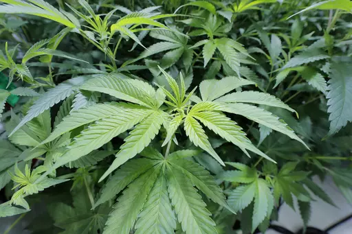 Marijuana plants grow at GB Sciences Louisiana on Aug. 6, 2019, in Baton Rouge, La. A proposed bill to legalize marijuana in Louisiana was short-lived, swiftly dying in committee Tuesday, April 25, 2023, before ever reaching the House floor for debate this legislative session. (AP Photo/Gerald Herbert, File)