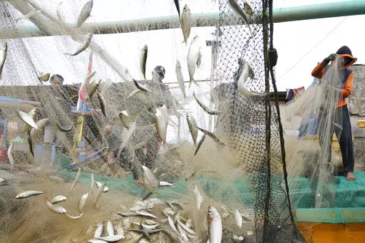 Fishermen remove their catch from nets after returning to shore in Jakarta, Indonesia, Feb. 24, 2022. Corruption is undermining the management of some of the world’s most threatened fishing grounds, according to a review of criminal case files and media reports by the AP. At least 45 government officials have been accused of graft or extortion in the past two decades. (AP Photo/Achmad Ibrahim, File)