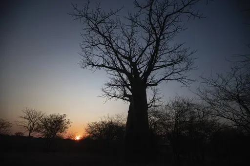 The sun sets behind a baobab tree, known as the tree of life, in Mudzi, Zimbabwe, Thursday, Aug. 22, 2024. (AP Photo/Aaron Ufumeli)