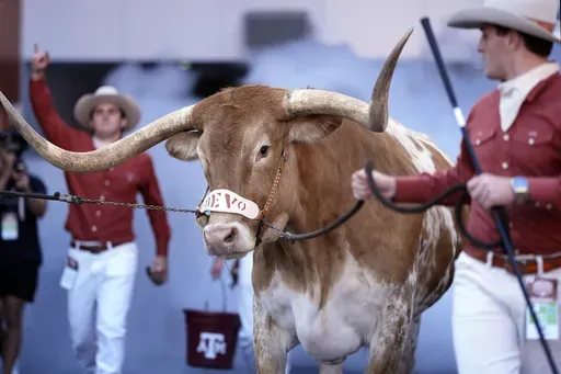 Texas mascot Bevo, center, is walked to the field before an NCAA college football game between Texas and Florida in Austin, Texas, Nov. 9, 2024. (AP Photo/Eric Gay, File)