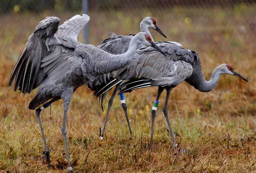 In this Nov. 27, 2012 photo, endangered Mississippi sandhill cranes stand in their temporary transitional habitat, to be later released into the wild, at the Mississippi Sandhill Crane National Wildlife Refuge in Gautier, Miss. U.S. wildlife officials have reversed their previous finding that a widely used and highly toxic pesticide could jeopardize the cranes and dozens of other plants and animals with extinction (AP Photo/Gerald Herbert, File)