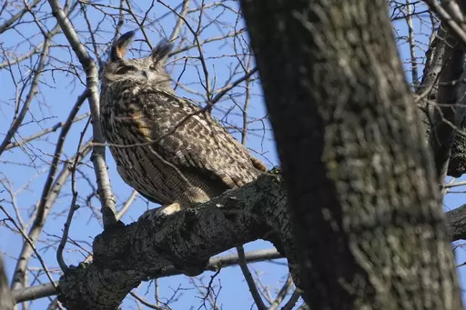 A Eurasian eagle-owl named Flaco sits in a tree in New York's Central Park, Feb. 6, 2023. Flaco, the Eurasian eagle-owl who escaped from New York City’s Central Park Zoo and became one of the city’s most beloved celebrities as he flew around Manhattan, has died, zoo officials announced Friday, Feb. 23, 2024. (AP Photo/Seth Wenig, File)