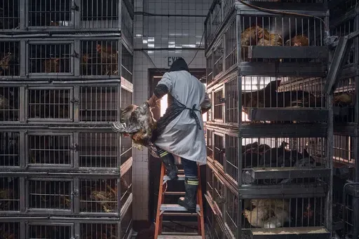 A worker grabs a chicken to slaughter inside a poultry store in New York, Feb. 7, 2025. (AP Photo/Andres Kudacki, File)