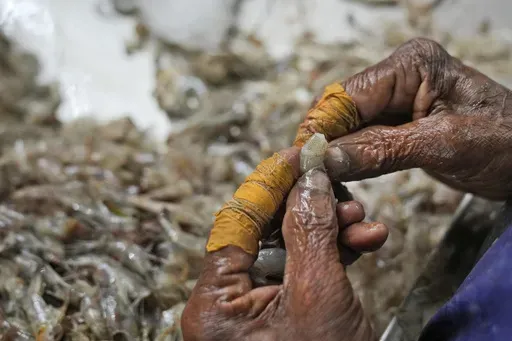 A worker peels shrimp in a tin-roofed processing shed in the hamlet of Tallarevu, in Kakinada district, in the Indian state of Andhra Pradesh, Sunday, Feb. 11, 2024. Dr. Sushmitha Meda, a dermatologist at a nearby government hospital in the city of Kakinada, said she treats four to five shrimp peelers every day for frostbite and infection. It’s a preventable problem, she said. Cotton gloves covered with latex gloves can protect peelers’ hands, but few can afford a $3 box of gloves. (AP Photo