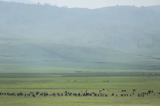 Cattle belonging to Maasai ethnic group graze in the highlands of Ngorongoro Conservation Area, west of Arusha, northern Tanzania on Jan. 17, 2015. The Tanzanian government is seizing livestock from Indigenous Maasai herders in the Ngorongoro Conservation Area in its latest attempt to clear way for tourism and trophy hunting, a report released Thursday, Jan. 26, 2023, said. (AP Photo/Mosa'ab Elshamy, File)