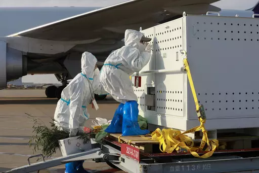 In this photo released by Xinhua News Agency, workers wearing protective suits check on giant panda Ya Ya, sitting inside a container after arriving at Shanghai Pudong International Airport in Shanghai, Thursday, April 27, 2023. Ya Ya the giant panda landed Thursday afternoon in Shanghai after departing from the Memphis Zoo in Tennessee, where she spent the past 20 years on loan. (Zhang Haibo/Xinhua via AP)