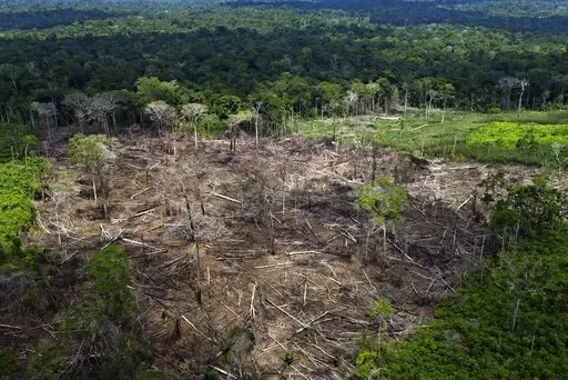 Trees lie in an area of recent deforestation identified by agents of the Chico Mendes Institute in the Chico Mendes Extractive Reserve, Acre state, Brazil, Thursday, Dec. 8, 2022. Brazil's incoming president, Luiz Inácio Lula da Silva, has promised to eliminate all deforestation by 2030, which would be a complete change of course for Brazil compared to the last four years. (AP Photo/Eraldo Peres)