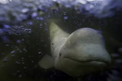 A beluga whale swims behind a boat through the Churchill River, Monday, Aug. 5, 2024, near Churchill, Manitoba. (AP Photo/Joshua A. Bickel)