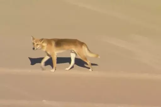 In this aerial image made from video, a dingo walks on beach on K'gari, formerly known as Fraser Island, Australia, Monday, July 17, 2023. A pack of dingoes drove a woman who was jogging into the surf and attacked her in the latest clash between native dogs and humans on a popular Australian island, sparking new warnings Tuesday to visitors venturing out. (AuBC/CHANNEL 7/CHANNEL 9 via AP)