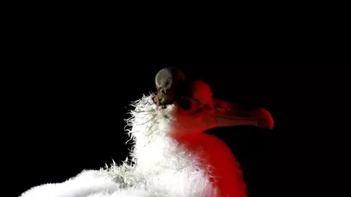 This undated handout photo shows a mouse feeding on the head of a wandering albatross chick on Marion Island, South Africa. Mice that were brought by mistake to a remote island near Antarctica 200 years ago are breeding out of control because of climate change, eating seabirds and causing major harm in a special nature reserve with “unique biodiversity.” Now conservationists are planning a mass extermination using helicopters and hundreds of tons of rodent poison. (Stefan and Janine Schoombi