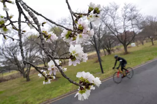 Cherry blossoms are visible along Hains Point in Washington, Monday, Feb. 27, 2023. (AP Photo/Andrew Harnik)