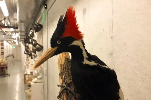 An ivory-billed woodpecker specimen is on a display at the California Academy of Sciences in San Francisco, Sept. 24, 2021. The U.S. Fish and Wildlife Service put off a decision about whether ivory-billed woodpeckers are extinct, announcing Wednesday, July 6, 2022, that it's adding six months to review information, including a month of public comment. (AP Photo/Haven Daley, File)