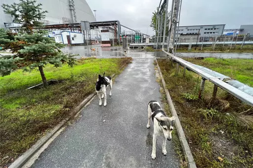 This photo taken by Timothy Mousseau shows dogs in the Chernobyl area of Ukraine on Oct. 3, 2022. More than 35 years after the world's worst nuclear accident, the dogs of Chernobyl roam among decaying, abandoned buildings in and around the closed plant – somehow still able to find food, breed and survive.(Timothy Mousseau via AP)
