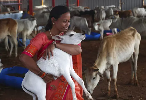 A woman carries a calf during the inauguration of Jeeyar Swami Dhyan Foundation Gaushala, a cow shelter, on the outskirts of Hyderabad, India, Saturday, Nov. 6, 2021. India’s government on Friday withdrew its appeal to citizens to mark Valentine’s Day next week not as a celebration of romance but as “Cow Hug Day” to better promote Hindu values. The decision attracted widespread criticism from political rivals and on social media. (AP Photo/Mahesh Kumar A., File)