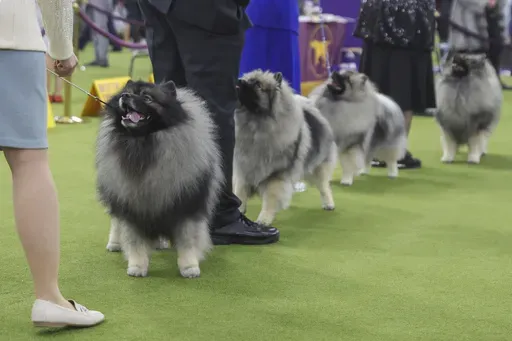 Keeshond dogs look up at their handlers during judging at the 149th Westminster Kennel Club Dog show, Monday, Feb. 10, 2025, in New York. (AP Photo/Heather Khalifa)