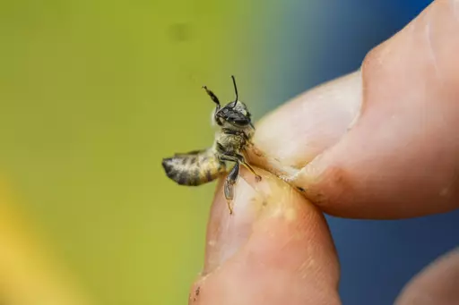 Zac Lamas, post doctoral fellow at ORISE, holds a bee as he inspects them for the parasitic mite Varroa at a hive in the backyard of University of Maryland bee researcher Nathalie Steinhauer on Wednesday, June 21, 2023, in College Park, Md. A new survey says America's honeybee hives just staggered through the second highest death rate on record. The mites are a factor why bee deaths are on the rise. (AP Photo/Julio Cortez)
