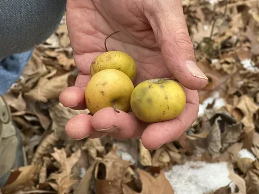 Michigan State University horticulture professor Steve Van Nocker holds wild apples near a Malus coronaria tree Wednesday, Dec. 4, 2024, in Meridian Township, Mich. (AP Photo/Mike Householder)