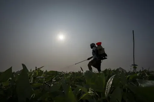 Bhaskar Rao, a farm worker, sprays natural pesticide at a multi-crop farm belonging to Meerabi Chunduru, an avid practitioner and advocate of natural farming techniques, in Aremanda village in Guntur district of southern India's Andhra Pradesh state, Sunday, Feb. 11, 2024. The area has become a positive example of the benefits of natural farming, a process of using organic matter as fertilizers and pesticides that makes crops more resilient to bad weather. (AP Photo/Altaf Qadri)