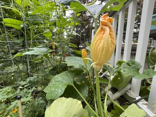 This July 25, 2024 image provided by Jessica Damiano shows male zucchini flowers, which are attached to plants by a simple stem, on Long Island, New York. (Jessica Damiano via AP)