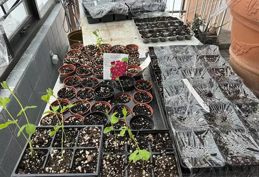 This image provided by Jeff Lowenfels shows flats of sweet peas grown from seed, some in recycled egg cartons, on March 23, 2023, in Anchorage, Alaska. The longer days of spring make this a good time to start plants from seed, either indoors or outdoors. (Jeff Lowenfels via AP)