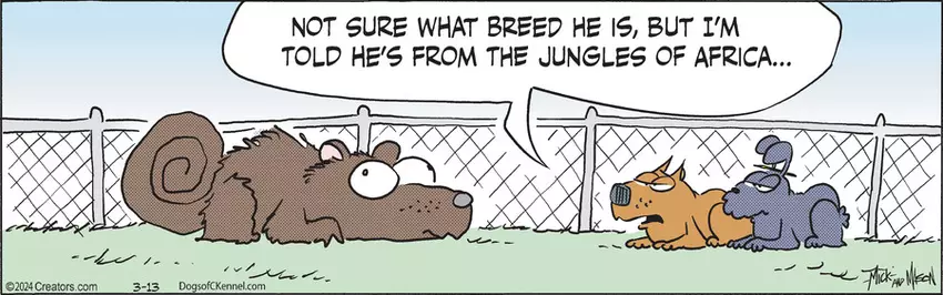 Dogs of C-Kennel for Mar 13, 2024