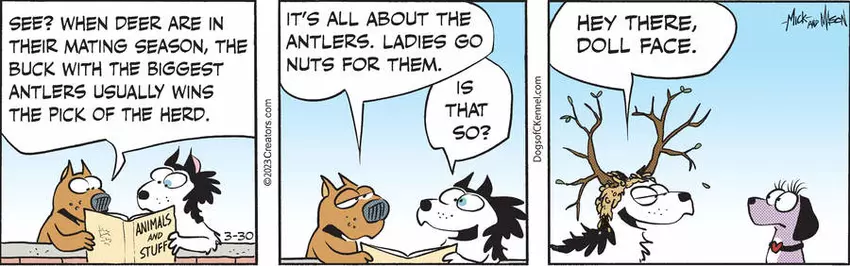 Dogs of C-Kennel for Mar 30, 2023
