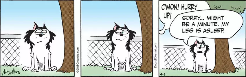 Dogs of C-Kennel for Apr 01, 2023