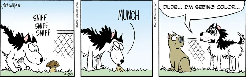 Dogs of C-Kennel for Apr 30, 2022