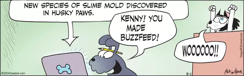 Dogs of C-Kennel for May 01, 2023
