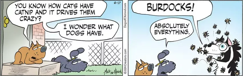 Dogs of C-Kennel for Jun 17, 2024