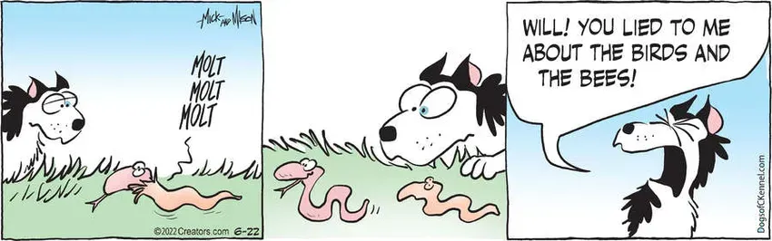 Dogs of C-Kennel for Jun 22, 2022