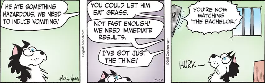 Dogs of C-Kennel for Aug 12, 2023