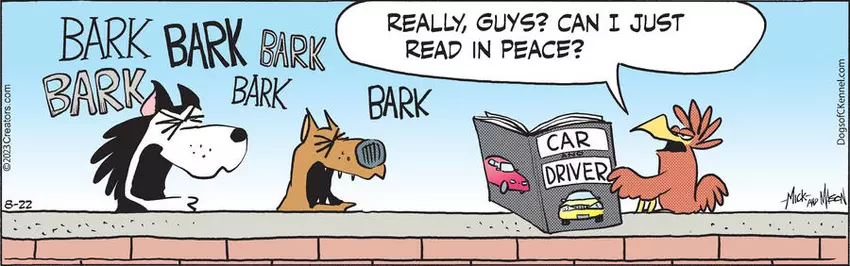 Dogs of C-Kennel for Aug 22, 2023