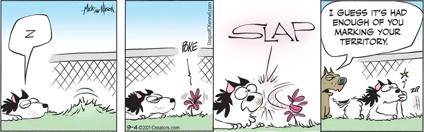 Dogs of C-Kennel for Sep 04, 2021