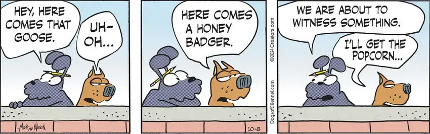 Dogs of C-Kennel for Oct 08, 2024