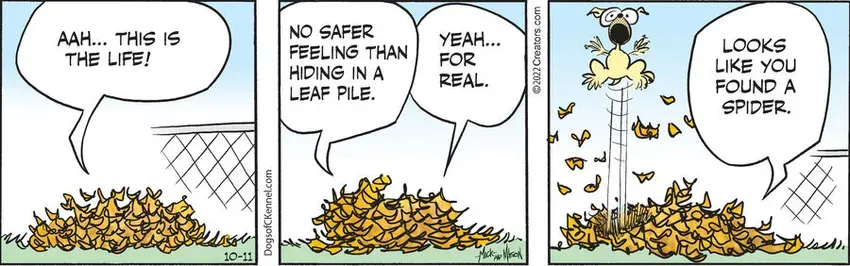 Dogs of C-Kennel for Oct 11, 2022