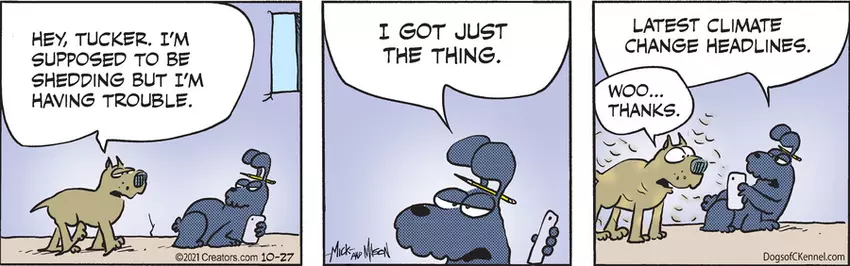 Dogs of C-Kennel for Oct 27, 2021