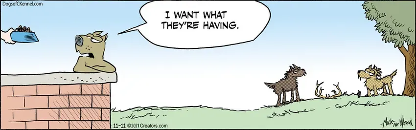 Dogs of C-Kennel for Nov 11, 2021