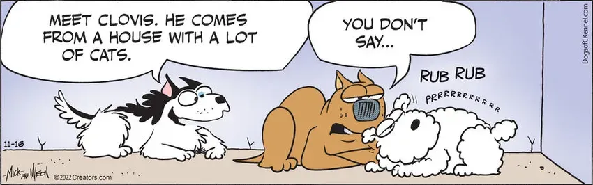 Dogs of C-Kennel for Nov 16, 2022