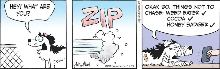 Dogs of C-Kennel for Nov 17, 2021