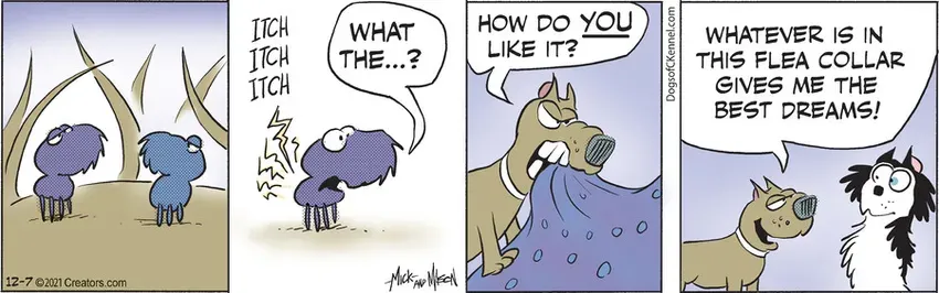 Dogs of C-Kennel for Dec 07, 2021