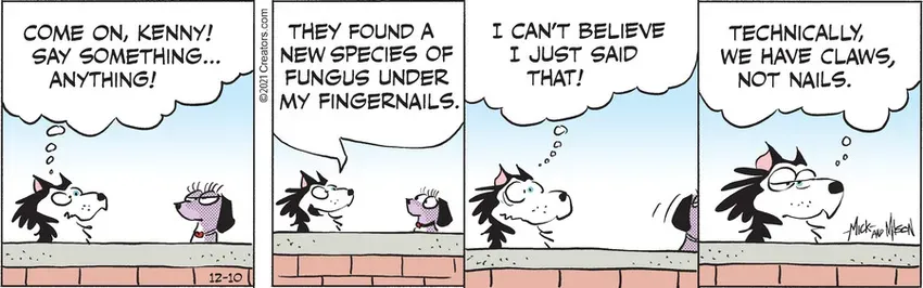 Dogs of C-Kennel for Dec 10, 2021
