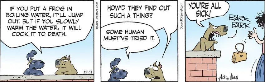 Dogs of C-Kennel for Dec 11, 2021